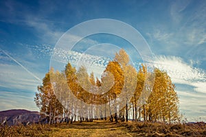 Mountain autumn landscape with yellow birch trees