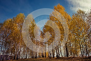 Mountain autumn landscape with yellow birch trees