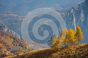 Mountain autumn landscape with yellow birch trees