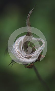 Mountain Avens