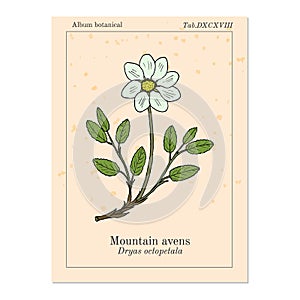 Mountain avens dryas octopetala , or white dryad, medicinal plant