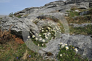 Mountain Avens on Limestone Pavement