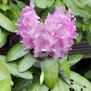 Mountain Azalea Rhododendron purple bloom, Blue Ridge Mountains