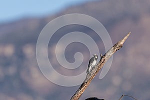 Mountain background behind wild woodpecker