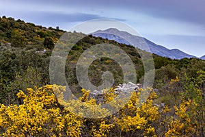 Mountain in the background, yellow blooming gorse bushes in the foreground photo