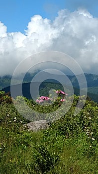 Mountain balds in summer