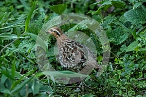 mountain bamboo partridge or Bambusicola fytchii at Khonoma in Nagaland, India