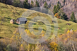 Mountain barn, haystack and a cow