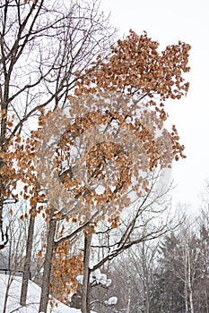 Mountain beech forest with first winter snow