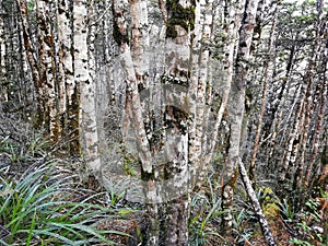 Mountain beech forest on the slopes of Mount Ruapehu in New Zealand photo