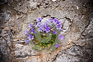 Mountain bell-flowers