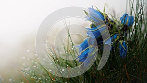 Mountain bell flowers covered in raindrops