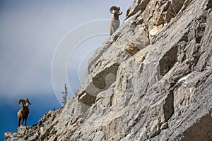 Mountain bighorn in Canada