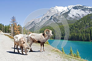 Mountain Bighorn Sheep