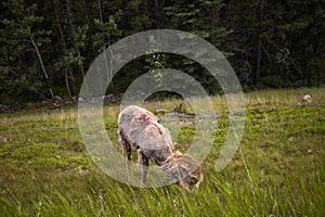 Mountain bighorn sheep graze along the road during molting. Rocky Mountain, Banff National Park, Alberta, Canada