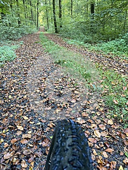 with the mountain bike in the forest