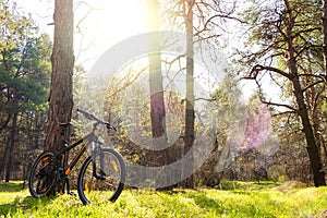 Mountain Bike on Summer Trail in the Beautiful Pine Forest Lit by the Sun. Adventure and Cycling Concept.