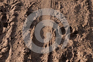 Mountain bike tire tracks and dog paw prints left in fresh wet mud by mountain bikers and dog walkers. Walk the dog in any weather