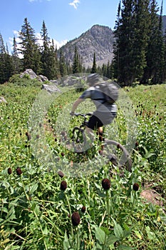 Mountain biker blur