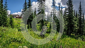 Mountain Biker coming Down through the Meadow with Alpine Flowers