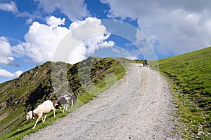 Mountain bikers push bikes to Hacklberg trail startin at the Schattberg West cable car station with sheep in foreground, Saalbach-