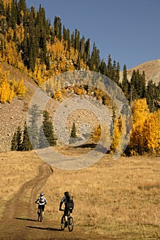 Mountain biking with Aspen trees