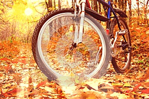 Mountain biking in autumn forest