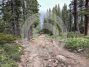 Mountain biking trail in california woods