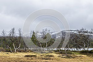 Mountain Birch