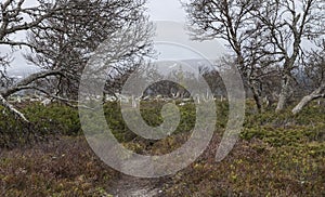 Mountain Birch