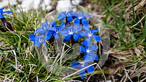 Mountain blu flowers in Abruzzo, Gran Sasso National park