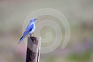 Mountain Blue Bird on a post