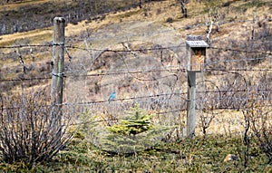 Mountain Blue Bird standing on barbed wire fence