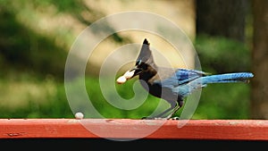 Mountain Blue Jay closeup eating peanuts and flying off into camera