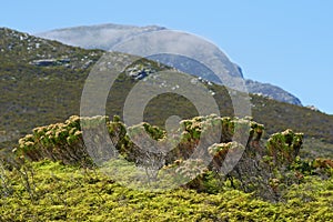 Mountain, blue sky and bush with natural landscape for travel location, outdoor adventure and environment. Nature, hill