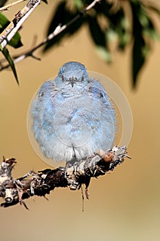 Mountain Bluebird