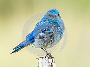 Mountain Bluebird