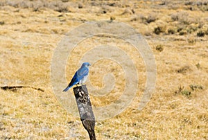 Mountain Bluebird