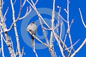 Mountain Bluebird