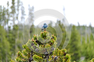 Mountain Bluebird