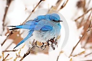 Mountain Bluebird