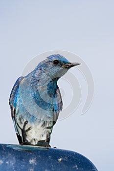 Mountain bluebird