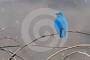 Mountain Bluebird