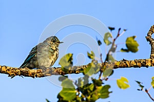 Mountain Bluebird