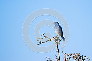 Mountain Bluebird atop a tree in spring