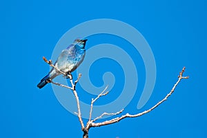 Mountain Bluebird atop a tree in spring