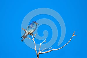 Mountain Bluebird atop a tree in spring