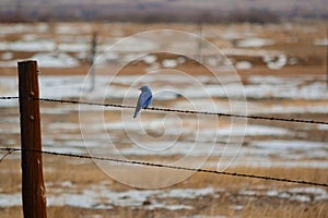 Mountain Bluebird on barbed-wire fence
