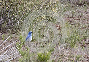 Mountain Bluebird Bird Standing in Desert Brush