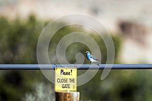 Mountain Bluebird on a blue gate with a yellow sign